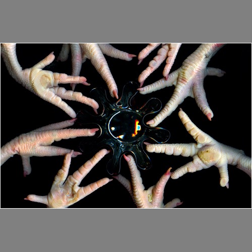 Loading Image