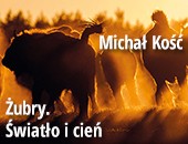 Fotografie Michała Kościa „Żubry. Światło i Cień" - wystawa w Siedlcach