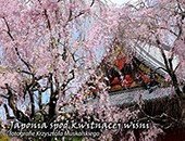 Japonia spod kwitnącej wiśni, fotografie Krzysztofa Muskalskiego w autorskiej galerii