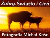 Fotografie Michała Kościa „Żubry. Światło i Cień" - wystawa w Białymstoku